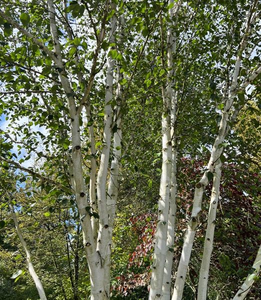 Betula pendula 2-kmeň